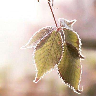 球探手机app下载